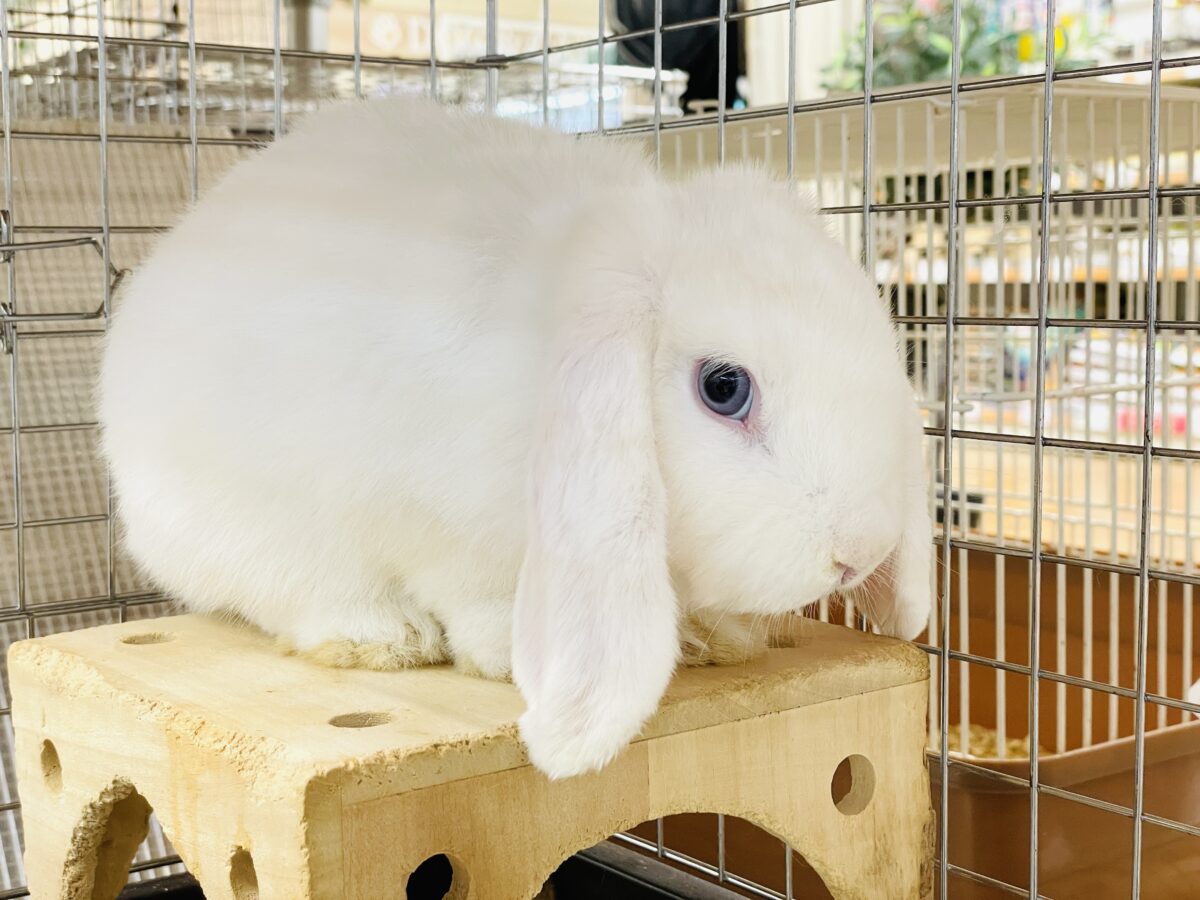 まっしろ天使ちゃん降臨🤍ロップイヤーラビット ロップイヤーラビット