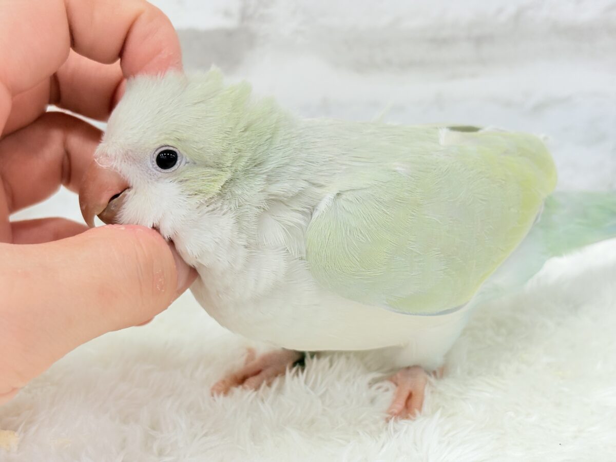 【最新画像更新🪄】淡い淡い禁断の果実🐣🍏オキナインコ(アクアブルーパリドイノ) ヒナ オキナインコ