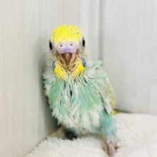新緑の木漏れ日色🌱✨新芽カラーのセキセイインコのパステルレインボースパングル💚