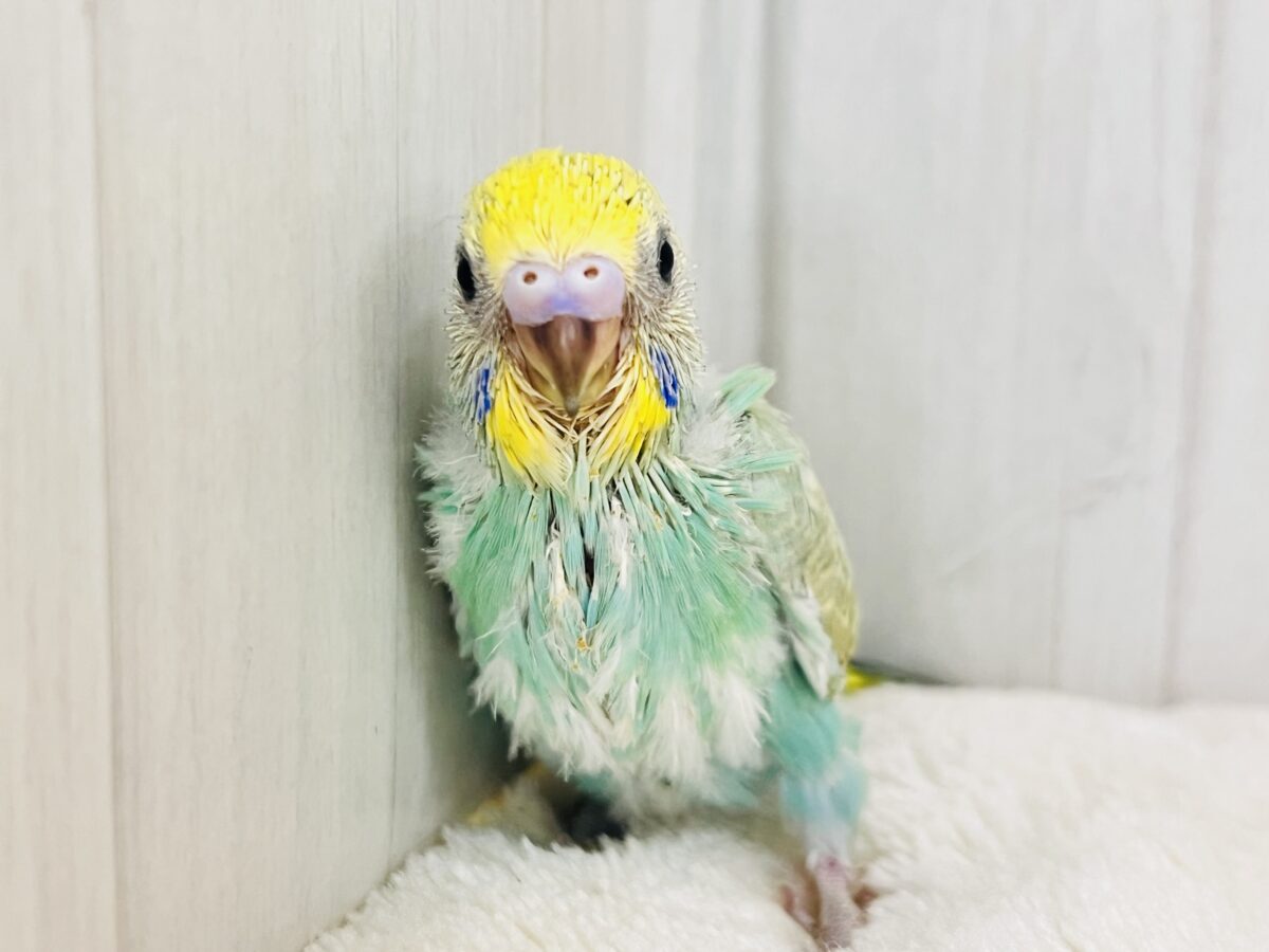 新緑の木漏れ日色🌱✨新芽カラーのセキセイインコのパステルレインボースパングル💚