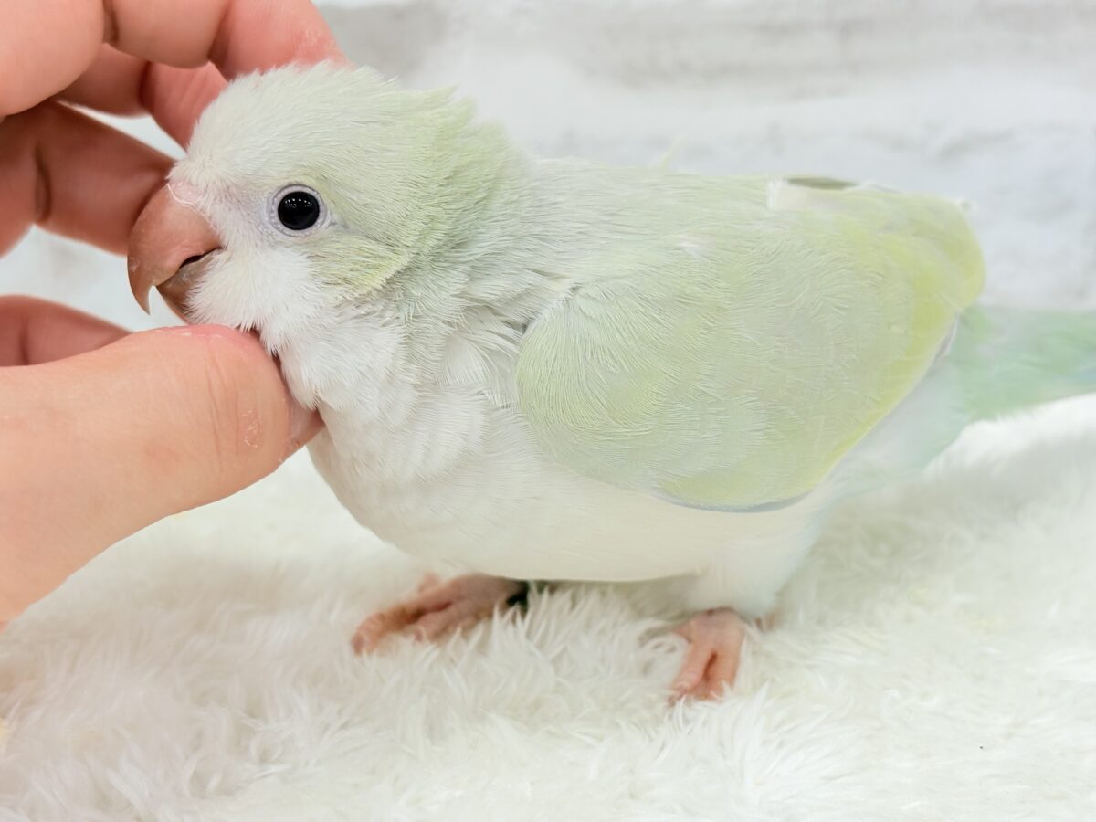 【最新画像更新🪄】淡い淡い禁断の果実🐣🍏オキナインコ(アクアブルーパリドイノ) ヒナ オキナインコ