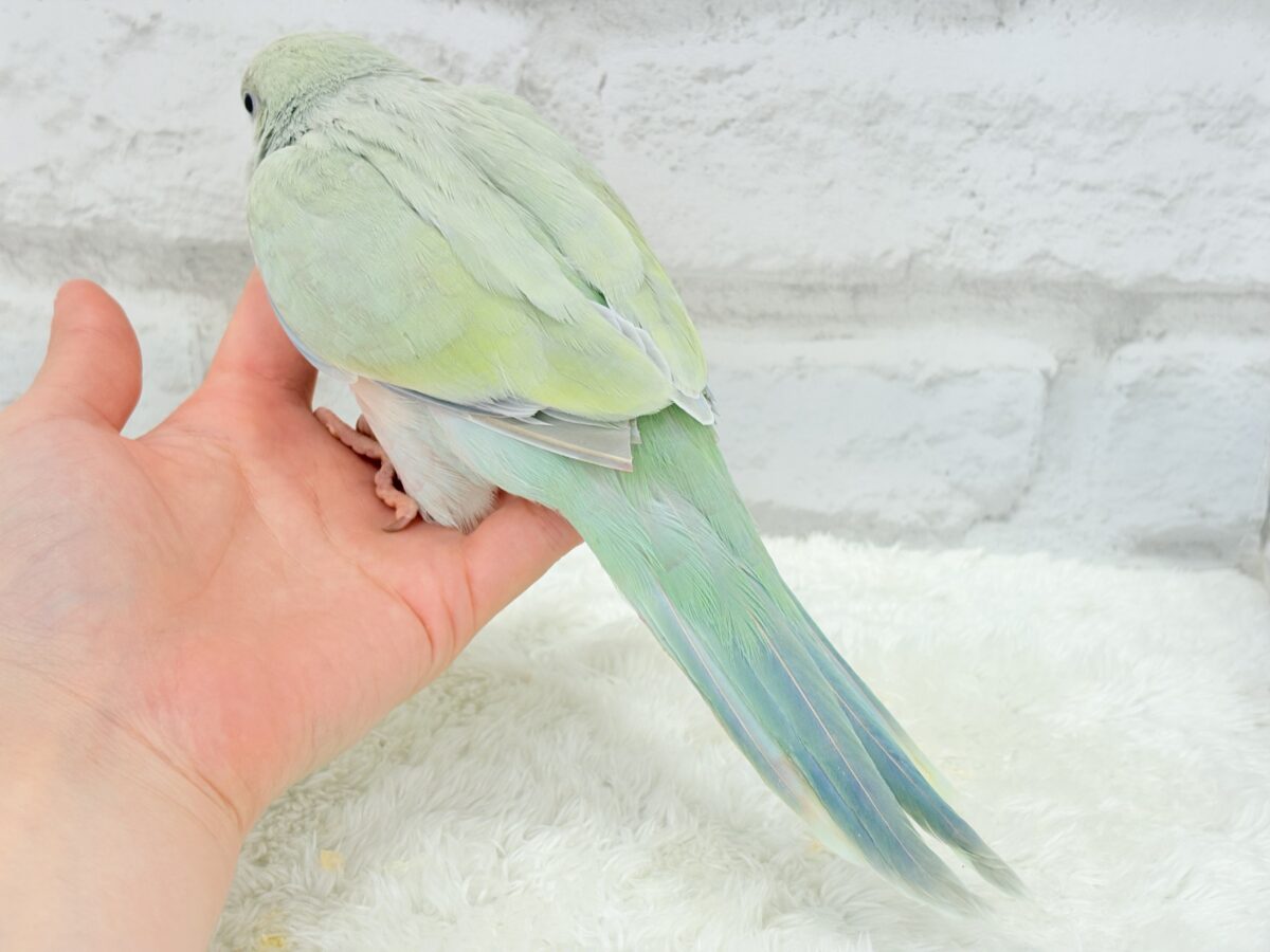 オキナインコ