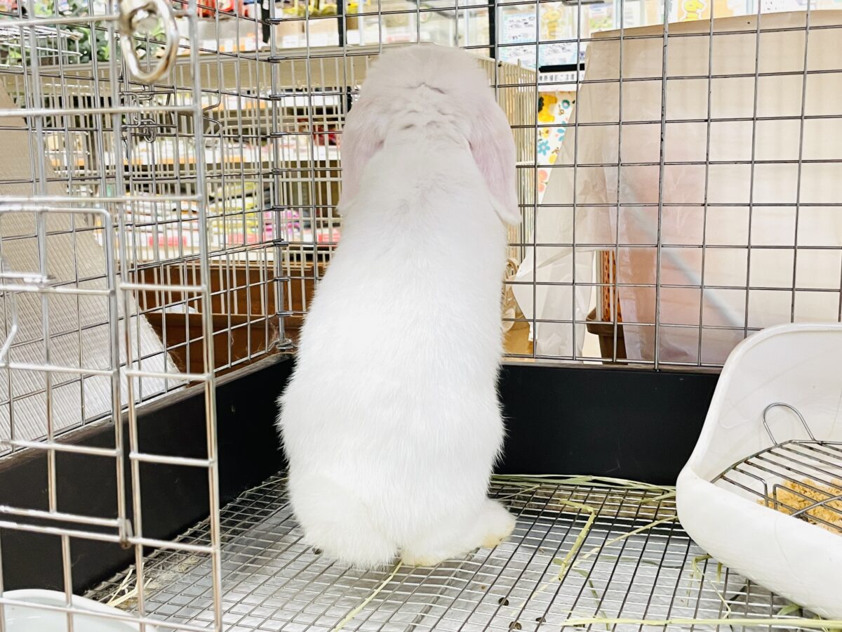 まっしろ天使ちゃん降臨🤍ロップイヤーラビット ロップイヤーラビット
