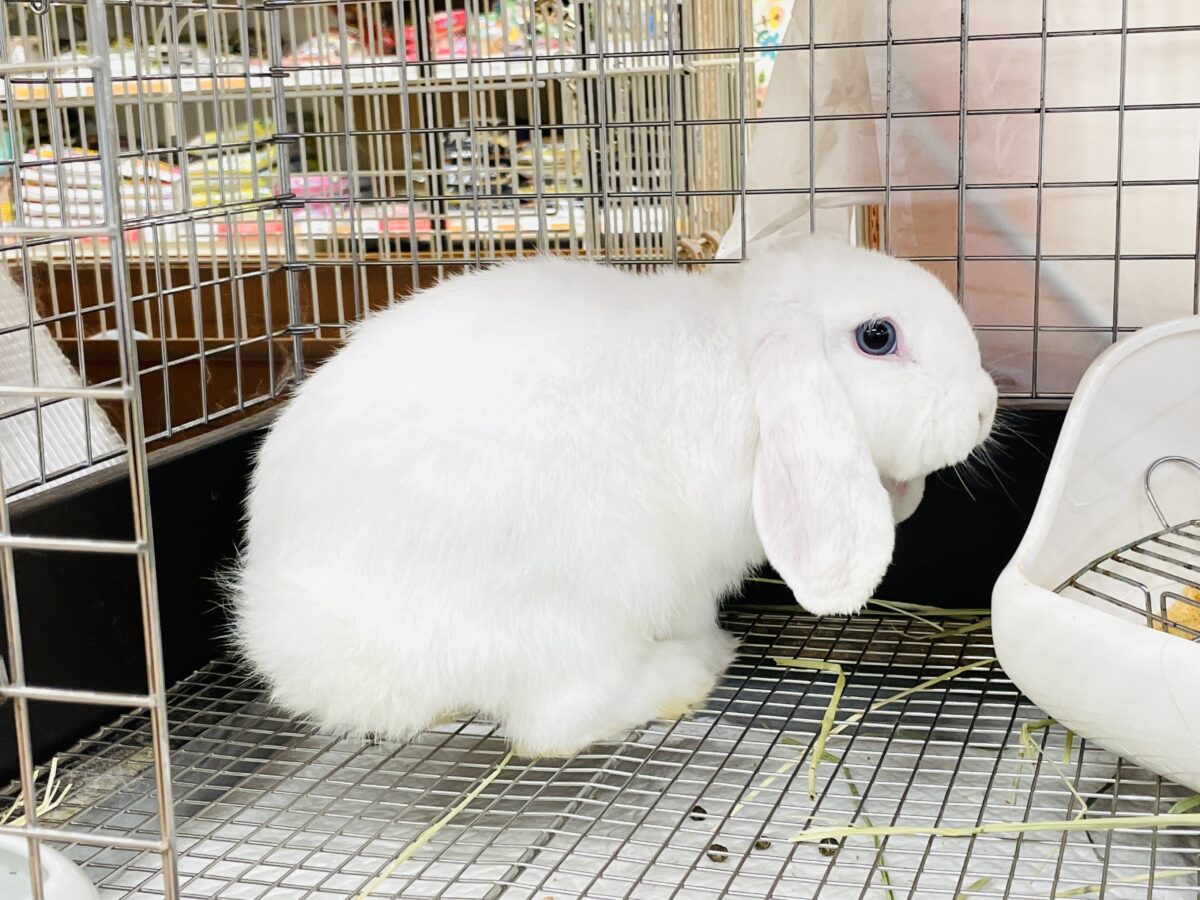 まっしろ天使ちゃん降臨🤍ロップイヤーラビット ロップイヤーラビット
