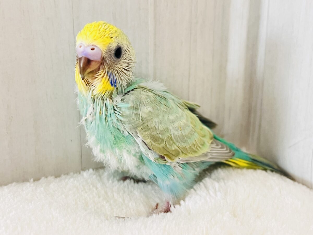 セキセイインコ