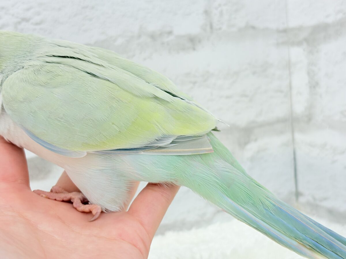 オキナインコ