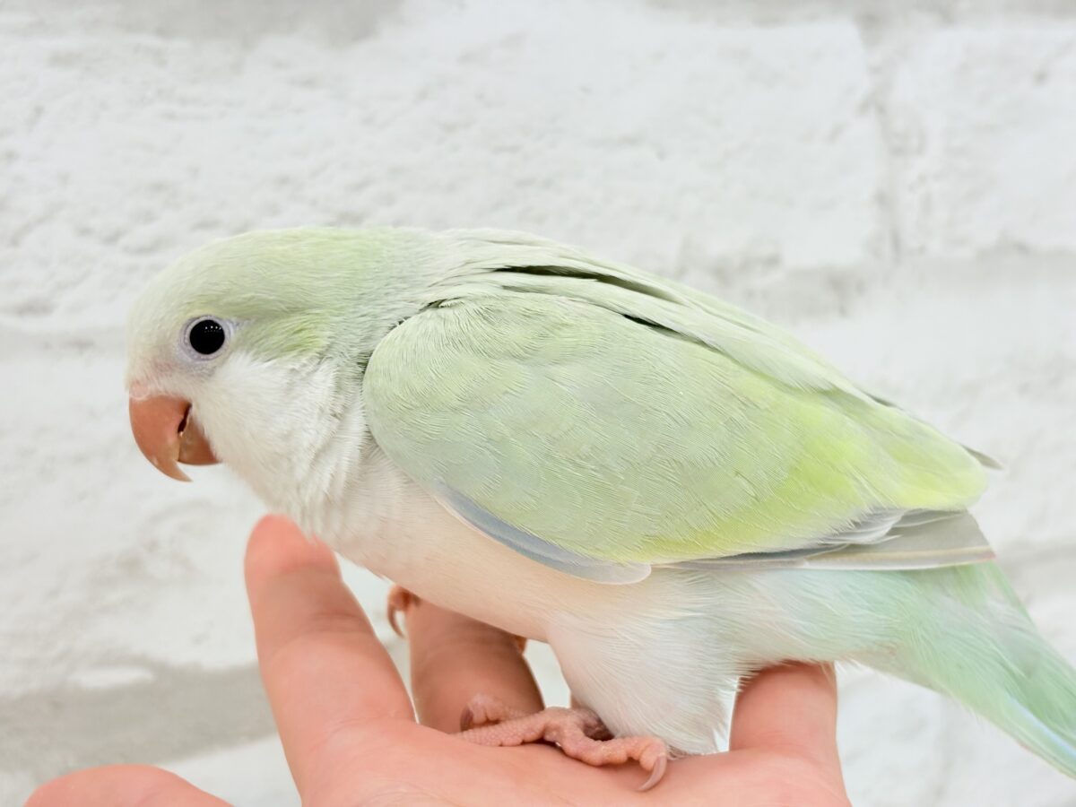 オキナインコ