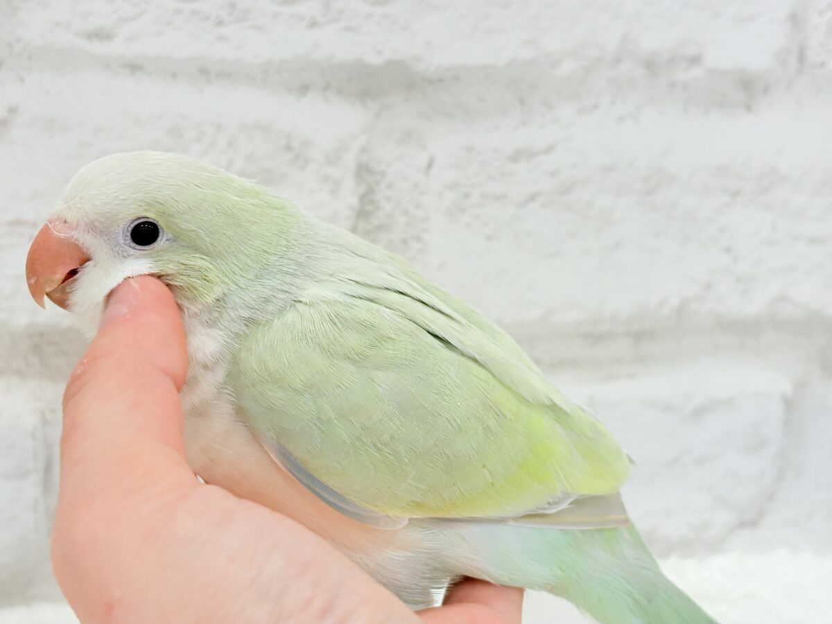 オキナインコ
