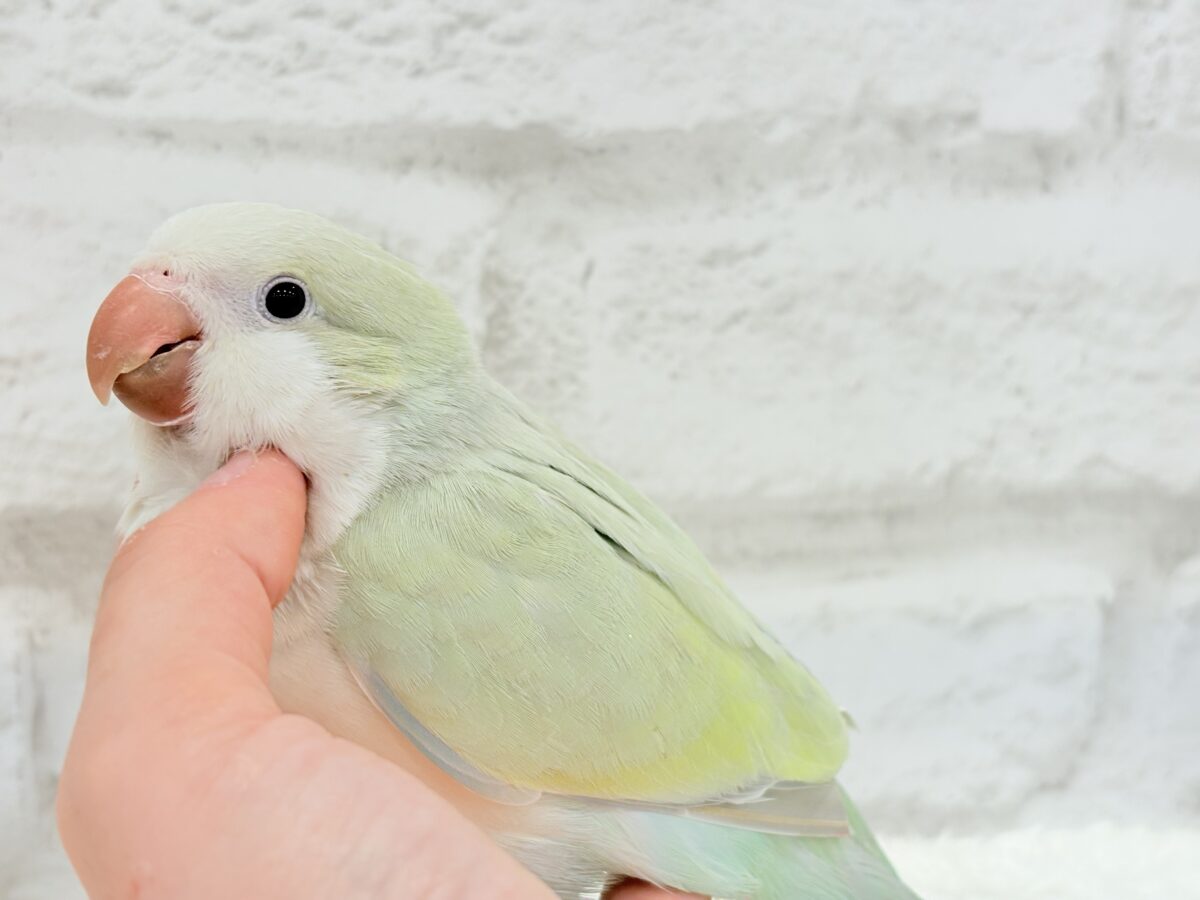 オキナインコ