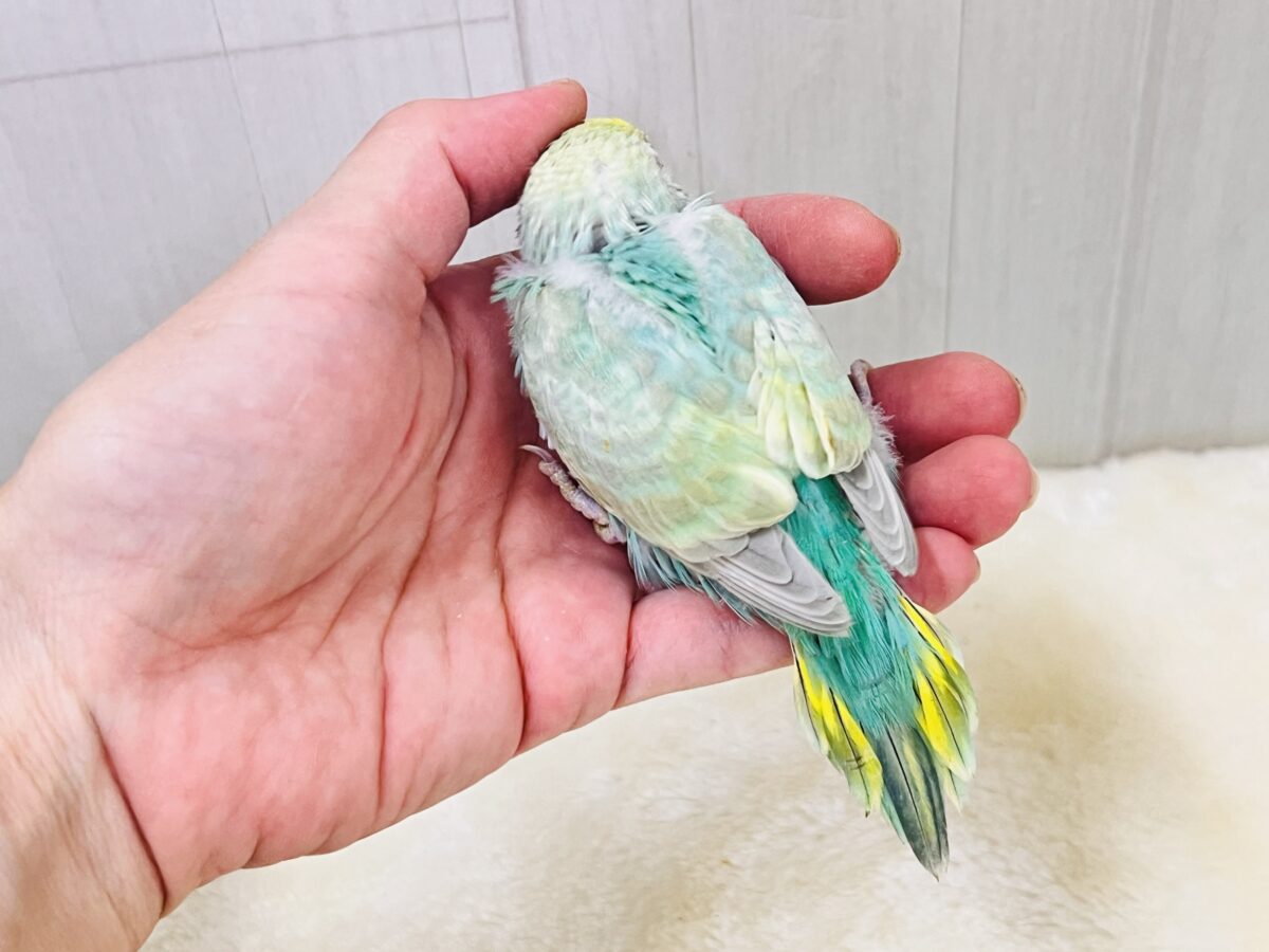 新緑の木漏れ日色🌱✨新芽カラーのセキセイインコのパステルレインボースパングル💚 セキセイインコ