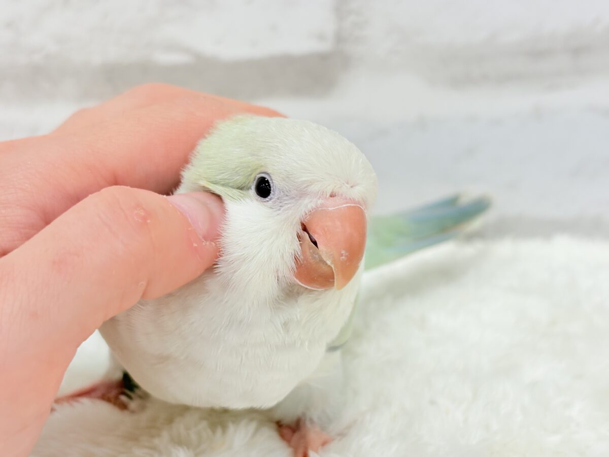 オキナインコ