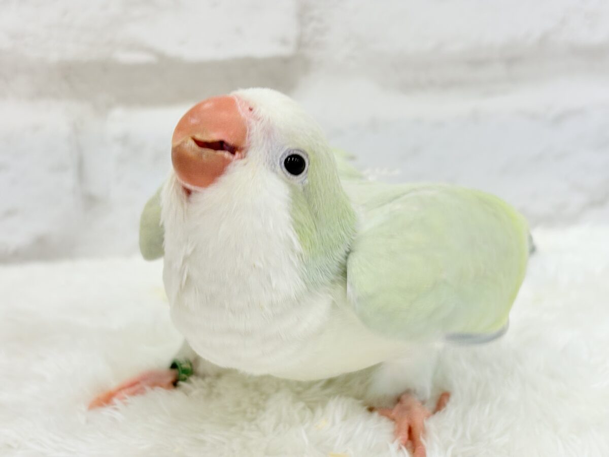 オキナインコ