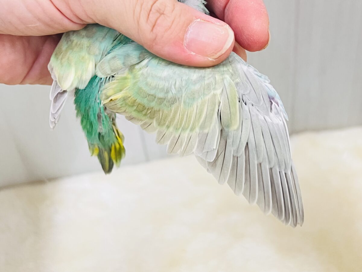 新緑の木漏れ日色🌱✨新芽カラーのセキセイインコのパステルレインボースパングル💚 セキセイインコ