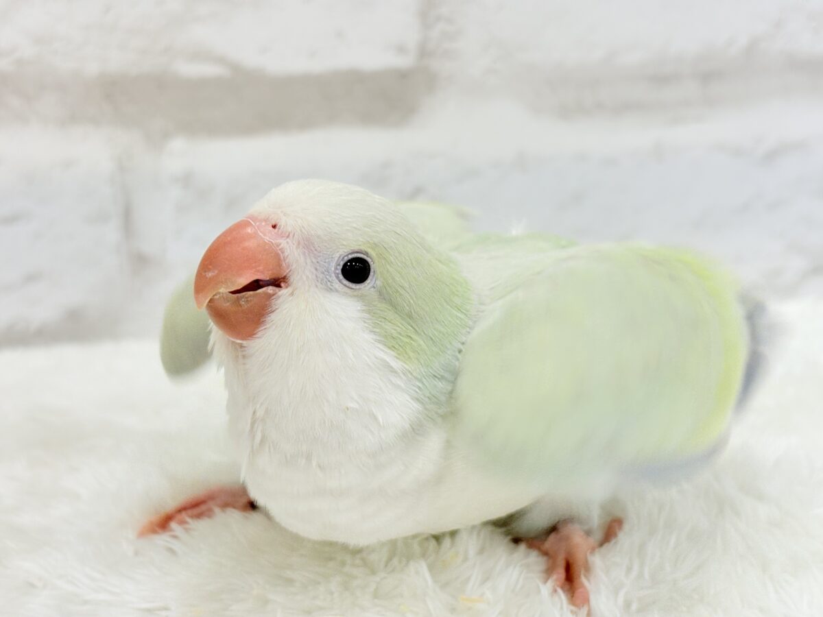 オキナインコ