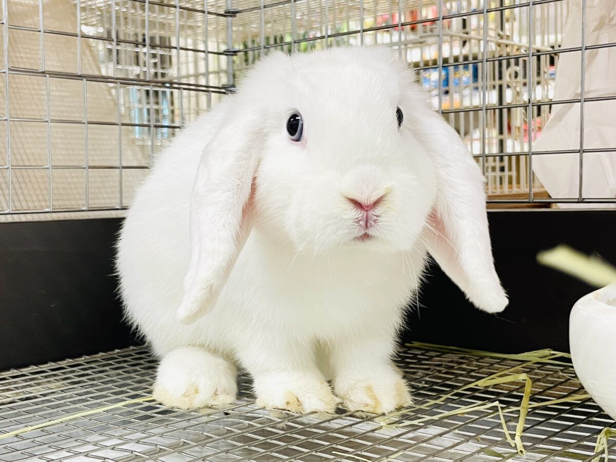 まっしろ天使ちゃん降臨🤍ロップイヤーラビット ロップイヤーラビット