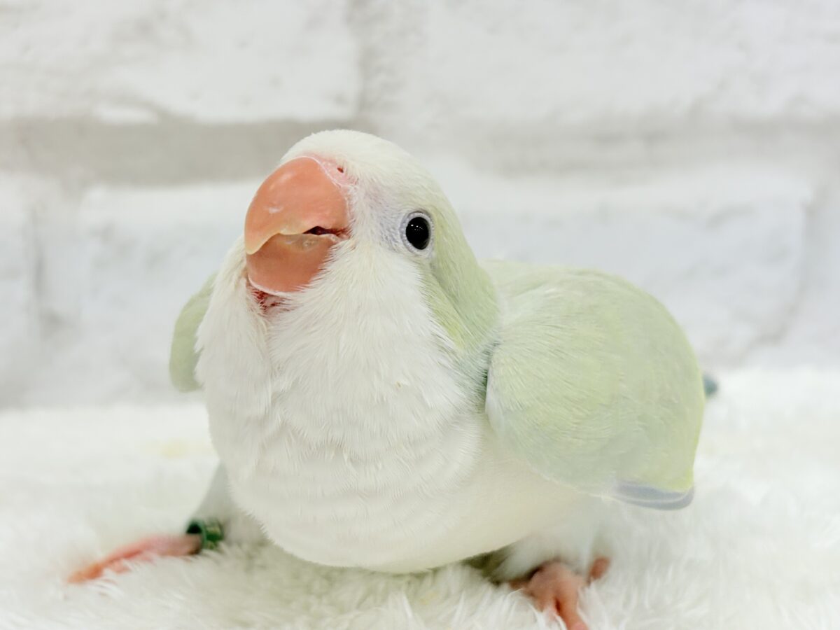 【最新画像更新🪄】淡い淡い禁断の果実🐣🍏オキナインコ(アクアブルーパリドイノ) ヒナ オキナインコ