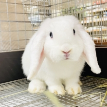 まっしろ天使ちゃん降臨🤍ロップイヤーラビット