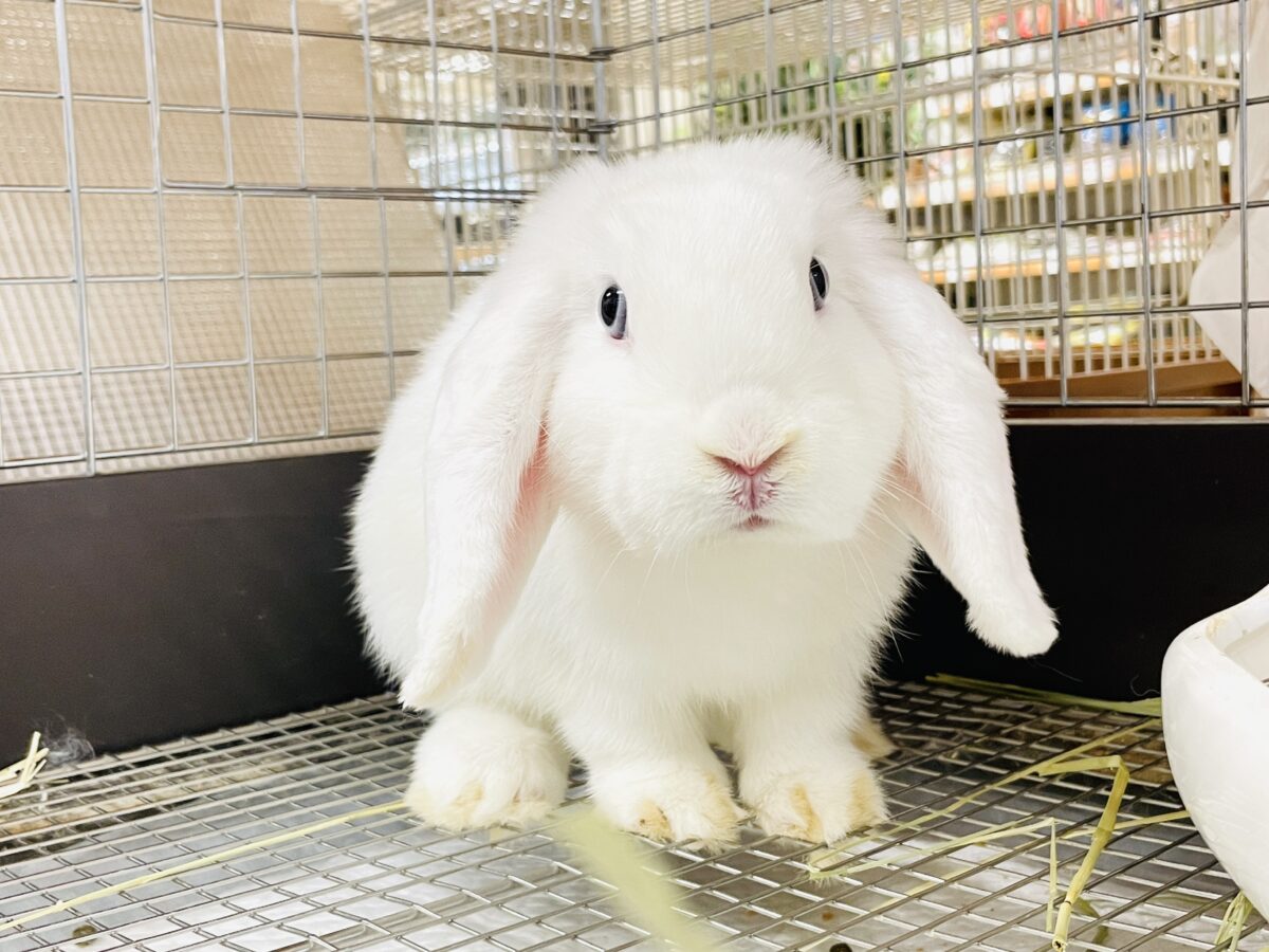 まっしろ天使ちゃん降臨🤍ロップイヤーラビット
