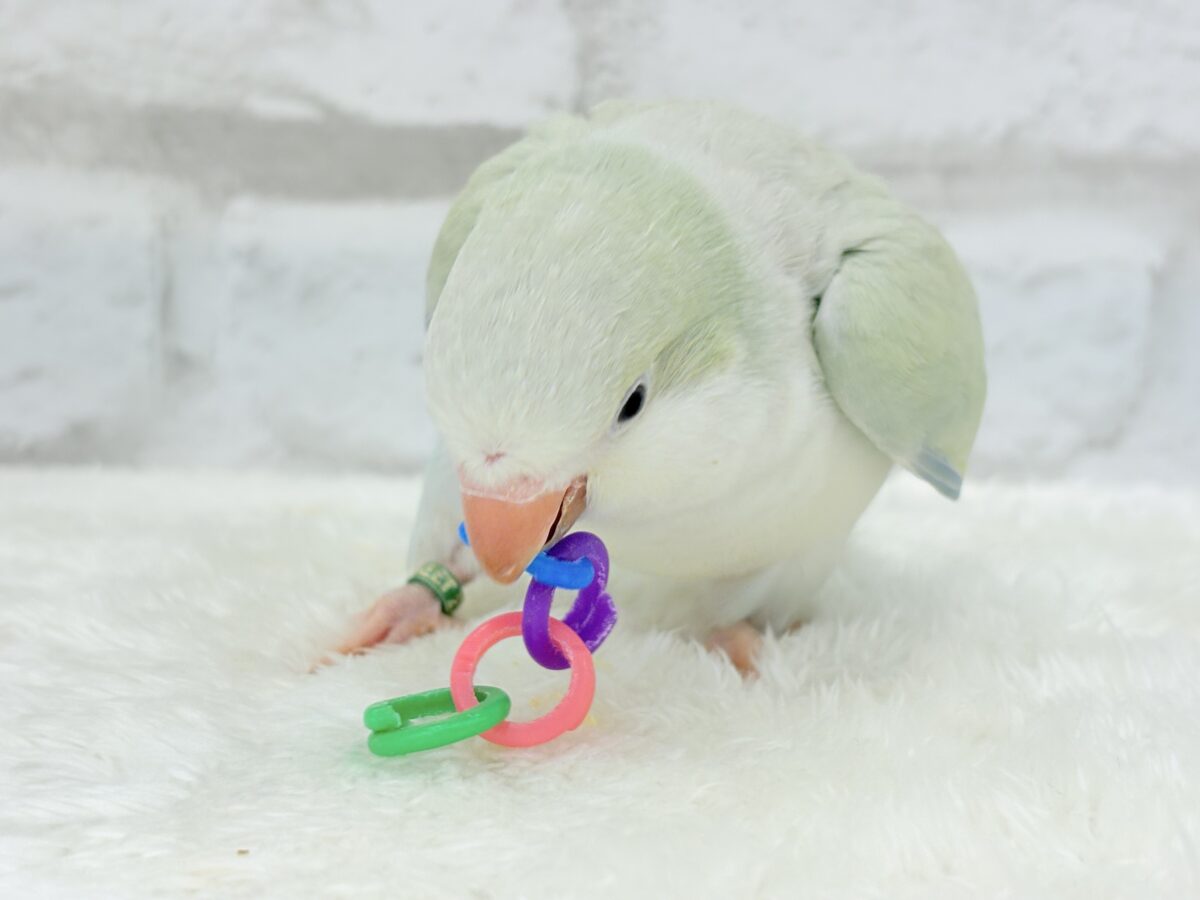 オキナインコ
