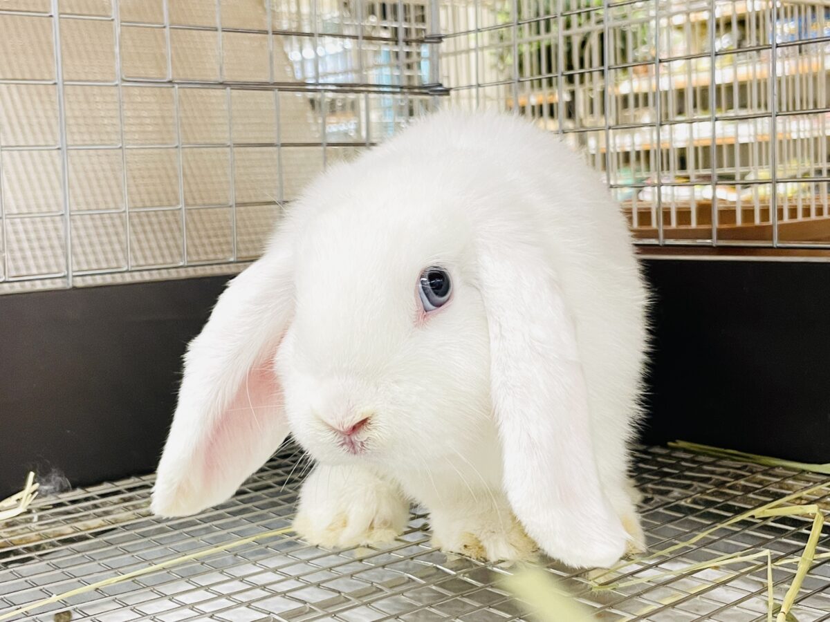 まっしろ天使ちゃん降臨🤍ロップイヤーラビット ロップイヤーラビット