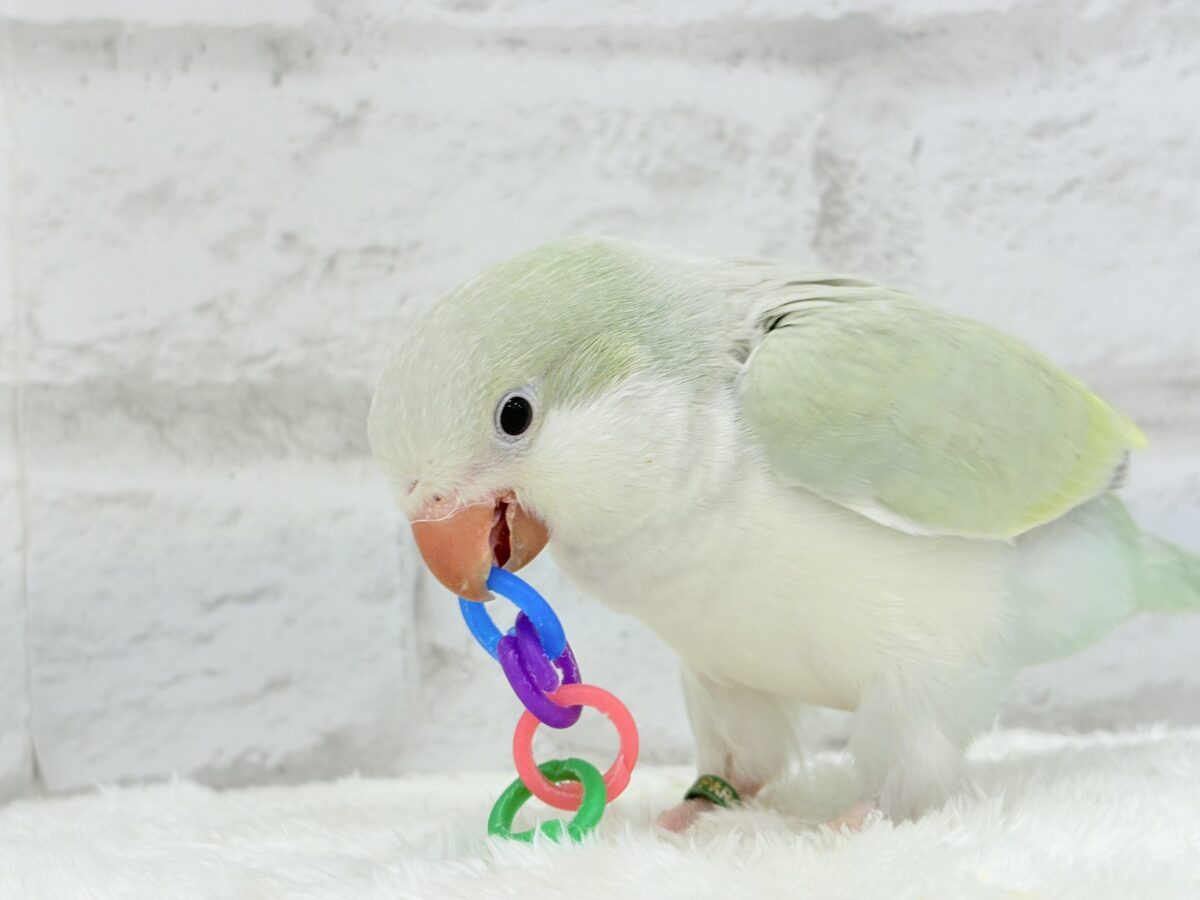 オキナインコ