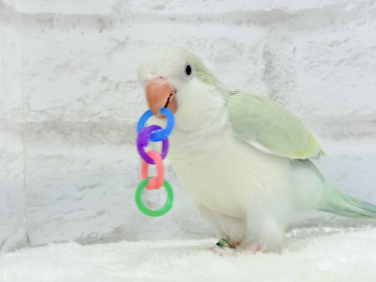 オキナインコ