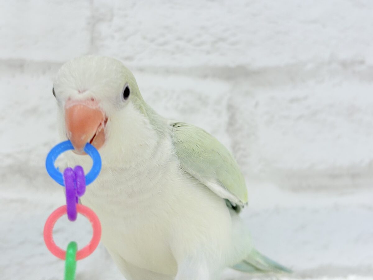 【最新画像更新🪄】淡い淡い禁断の果実🐣🍏オキナインコ(アクアブルーパリドイノ) ヒナ オキナインコ