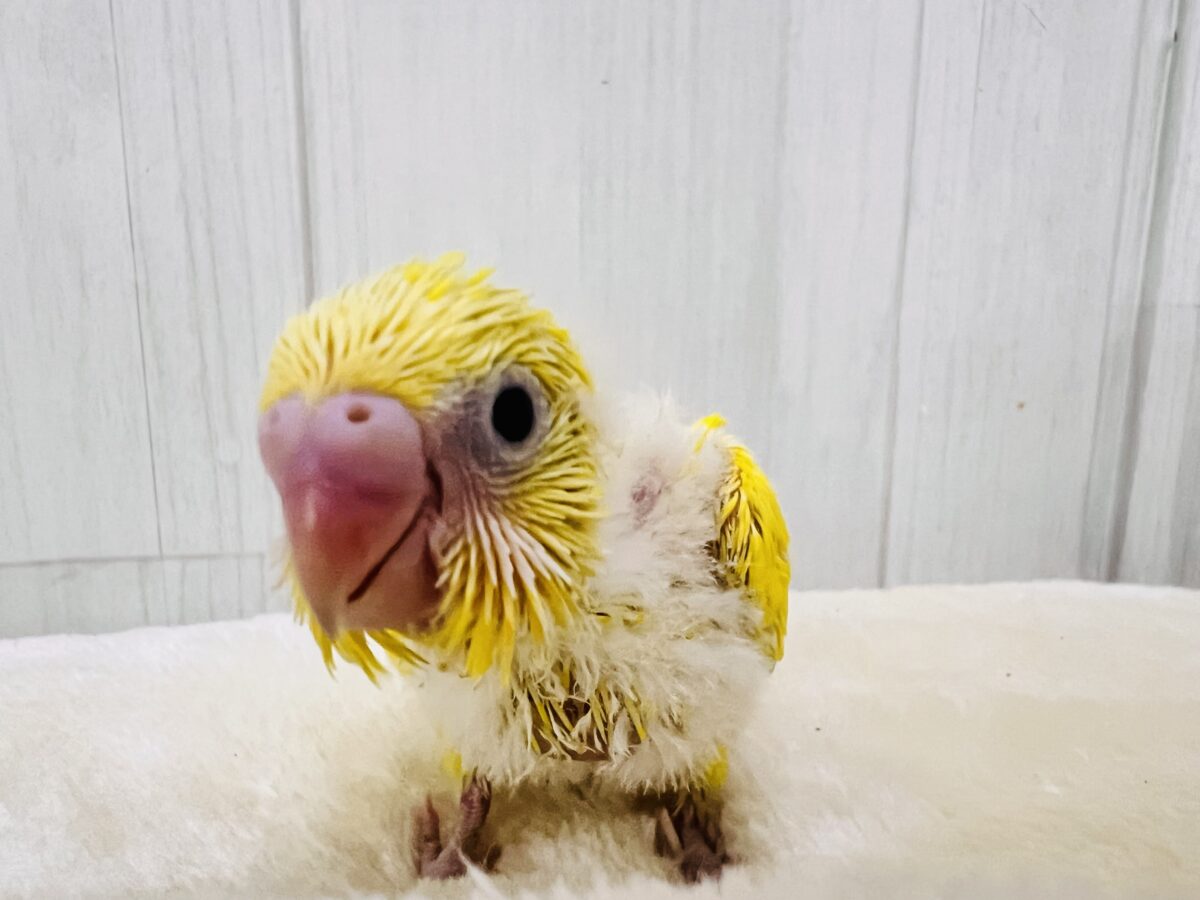 しっとり卵焼き💛黒いお目目がパチクリピー✨セキセイインコのWファクターイエロー🥚 セキセイインコ