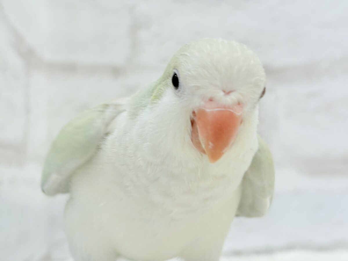 オキナインコ