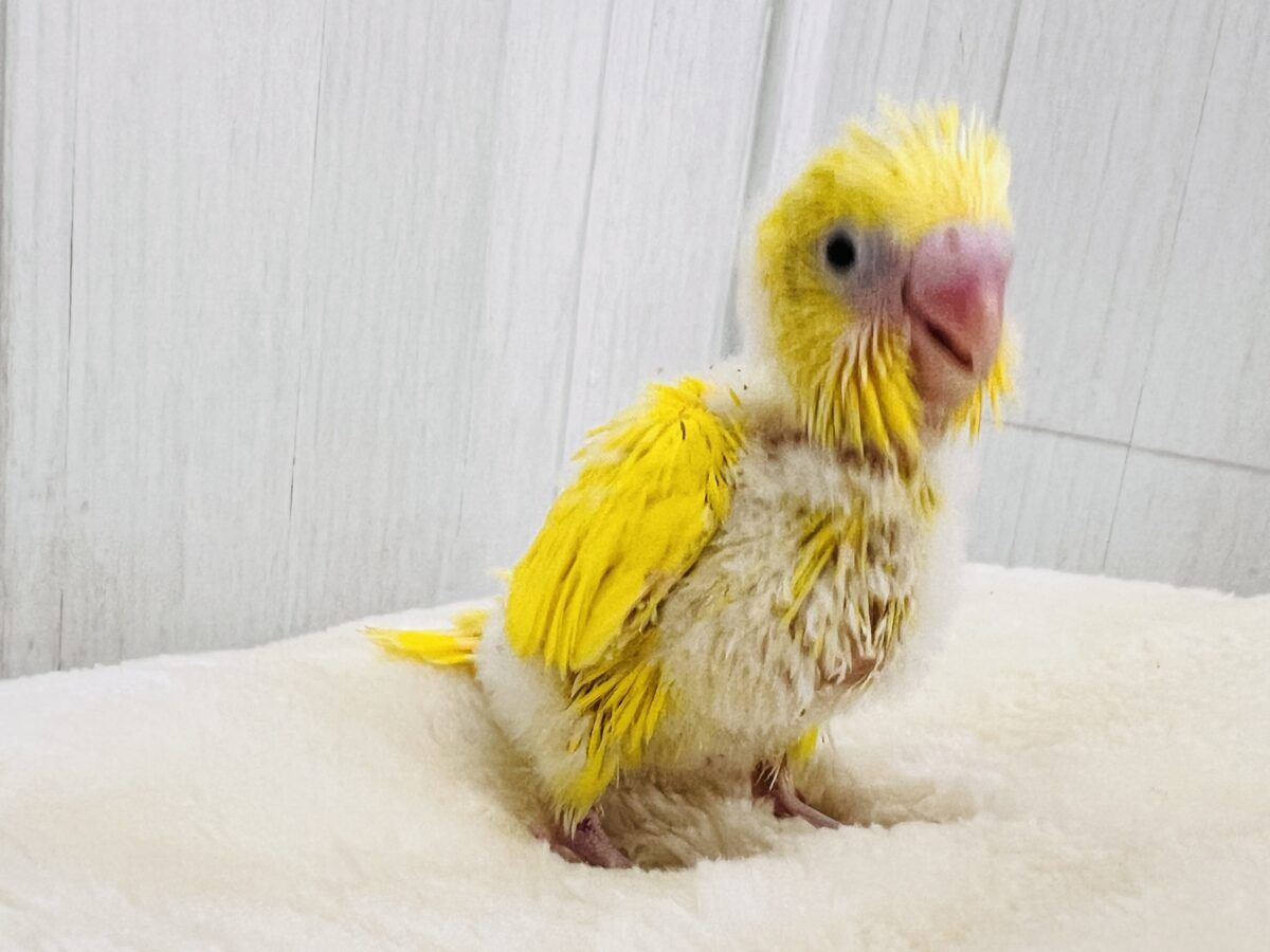 しっとり卵焼き💛黒いお目目がパチクリピー✨セキセイインコのWファクターイエロー🥚 セキセイインコ