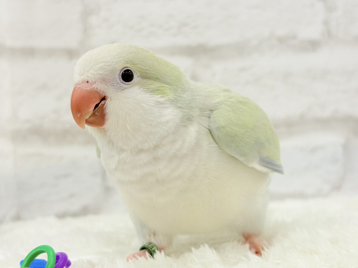 オキナインコ