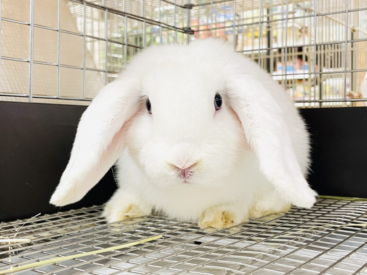 まっしろ天使ちゃん降臨🤍ロップイヤーラビット ロップイヤーラビット