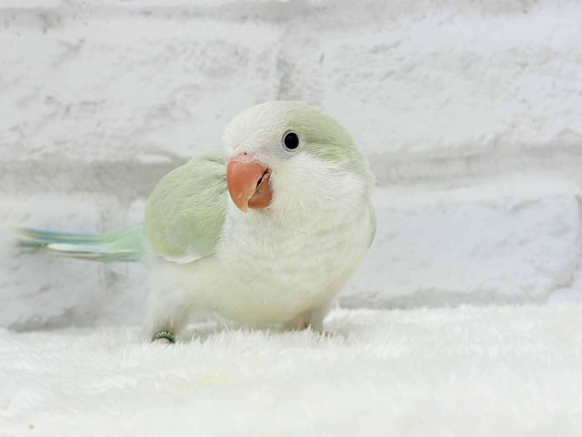 オキナインコ