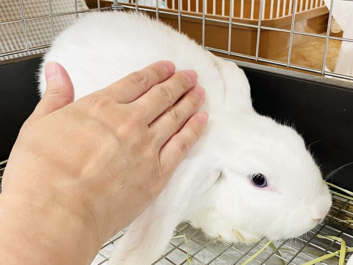 まっしろ天使ちゃん降臨🤍ロップイヤーラビット ロップイヤーラビット