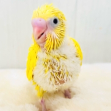 しっとり卵焼き💛黒いお目目がパチクリピー✨セキセイインコのＷファクターイエロー🥚