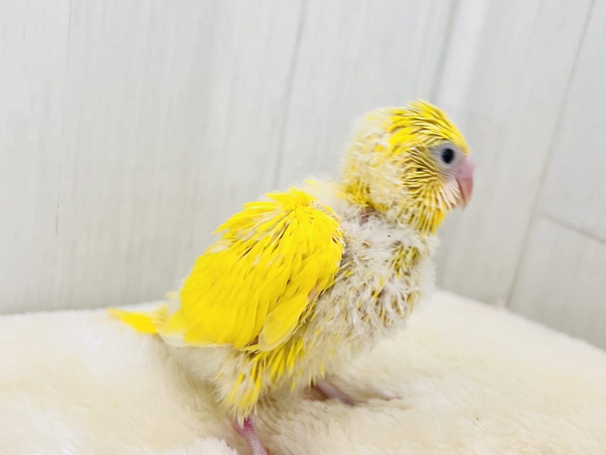 セキセイインコ