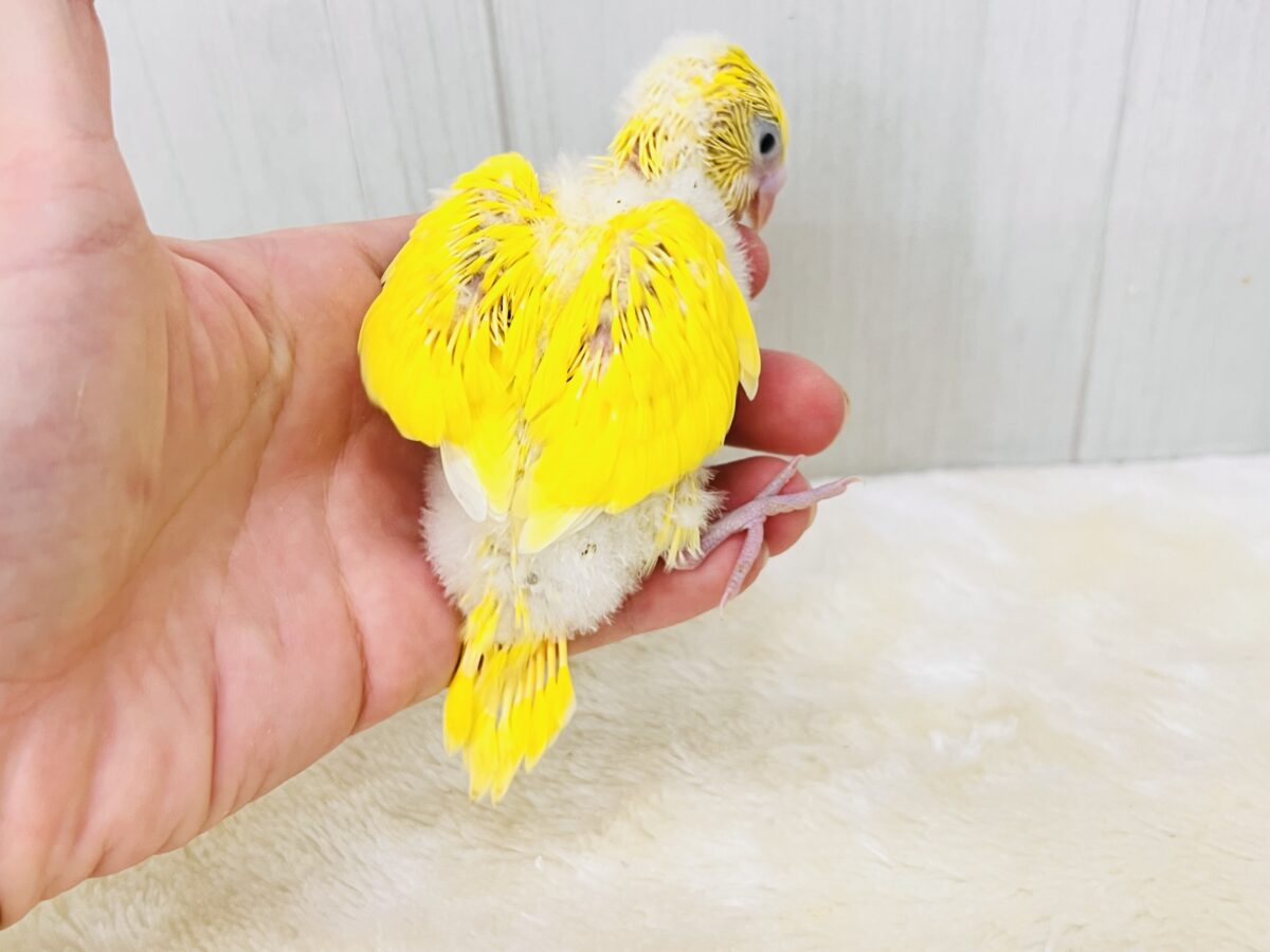 しっとり卵焼き💛黒いお目目がパチクリピー✨セキセイインコのWファクターイエロー🥚 セキセイインコ