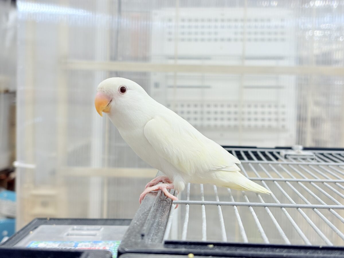 コザクラインコ（小桜インコ）