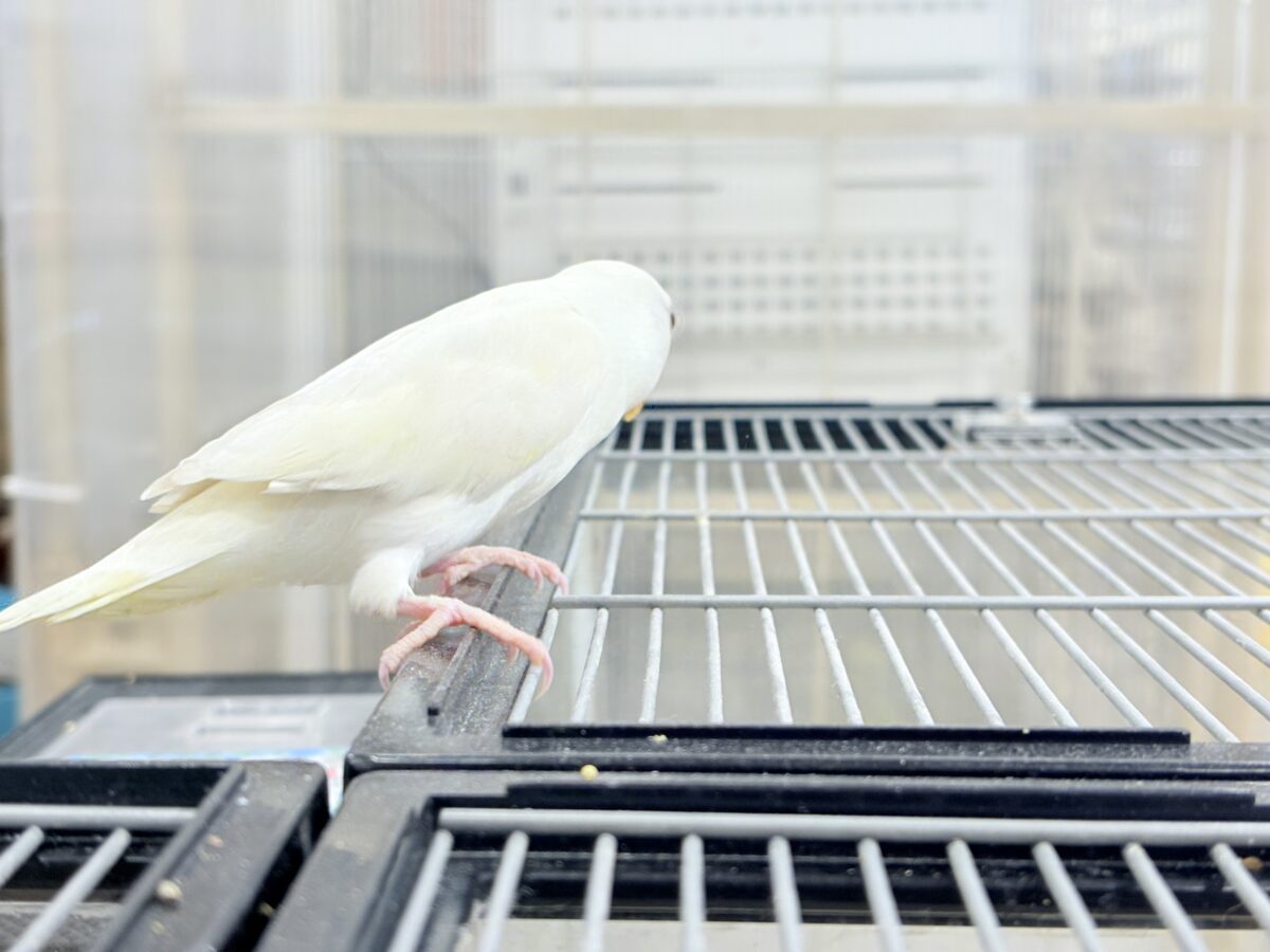 【最新画像更新🪄ひとり餌になりました☆】ほんのりふんわり感じるレモン🐣🍋コザクラインコ(クリームイノ) ヒナ コザクラインコ(小桜インコ)
