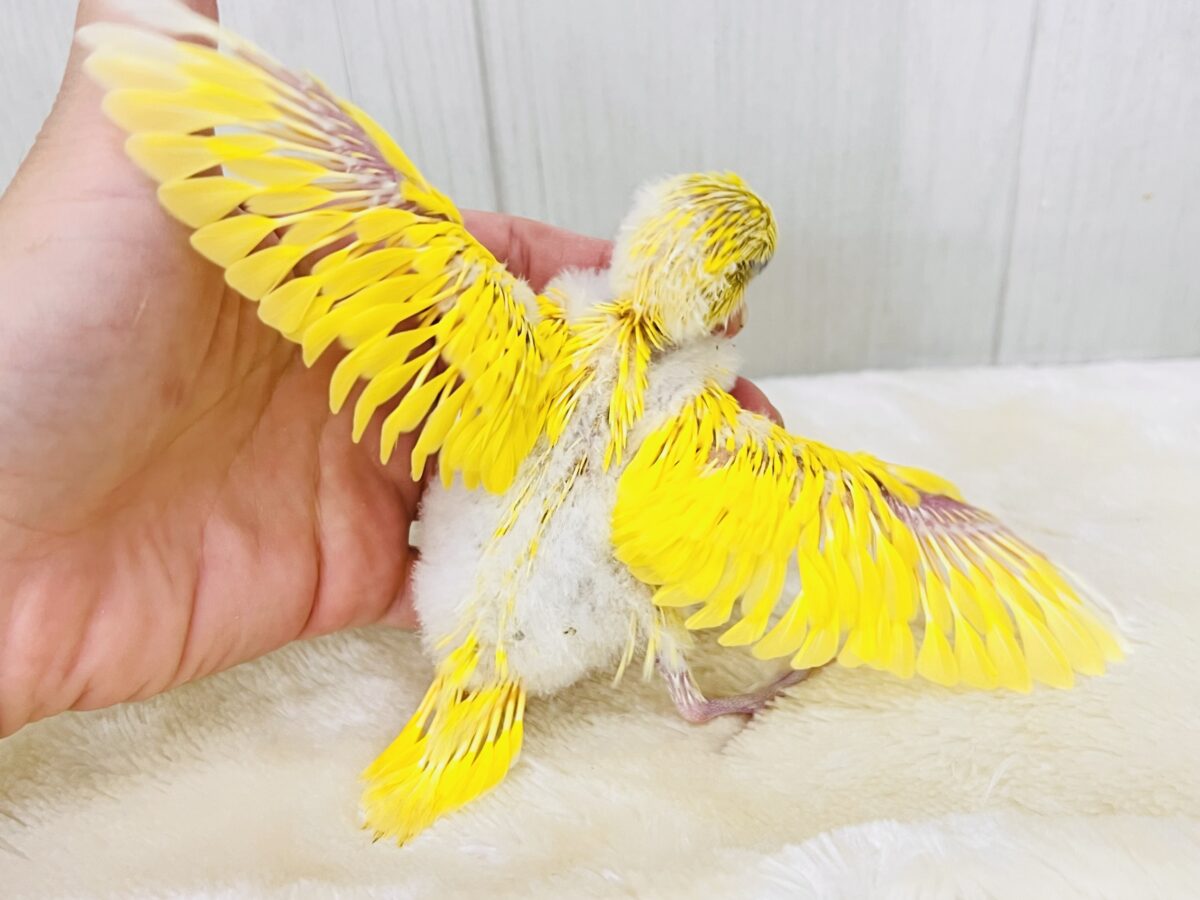 しっとり卵焼き💛黒いお目目がパチクリピー✨セキセイインコのWファクターイエロー🥚 セキセイインコ
