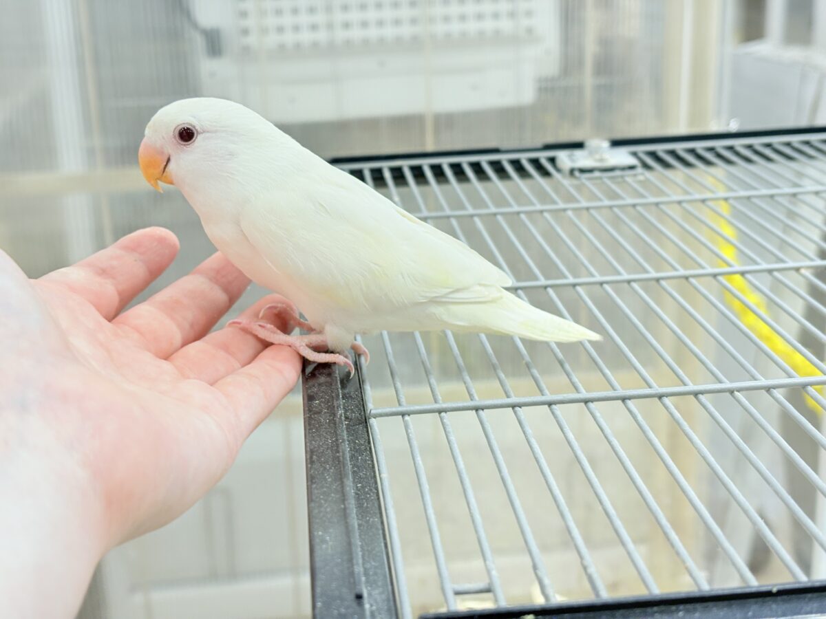 コザクラインコ（小桜インコ）