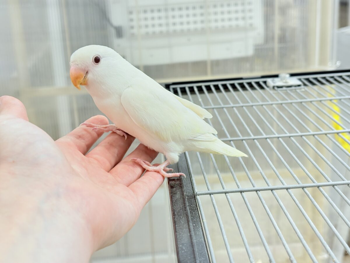 【最新画像更新🪄ひとり餌になりました☆】ほんのりふんわり感じるレモン🐣🍋コザクラインコ(クリームイノ) ヒナ コザクラインコ(小桜インコ)