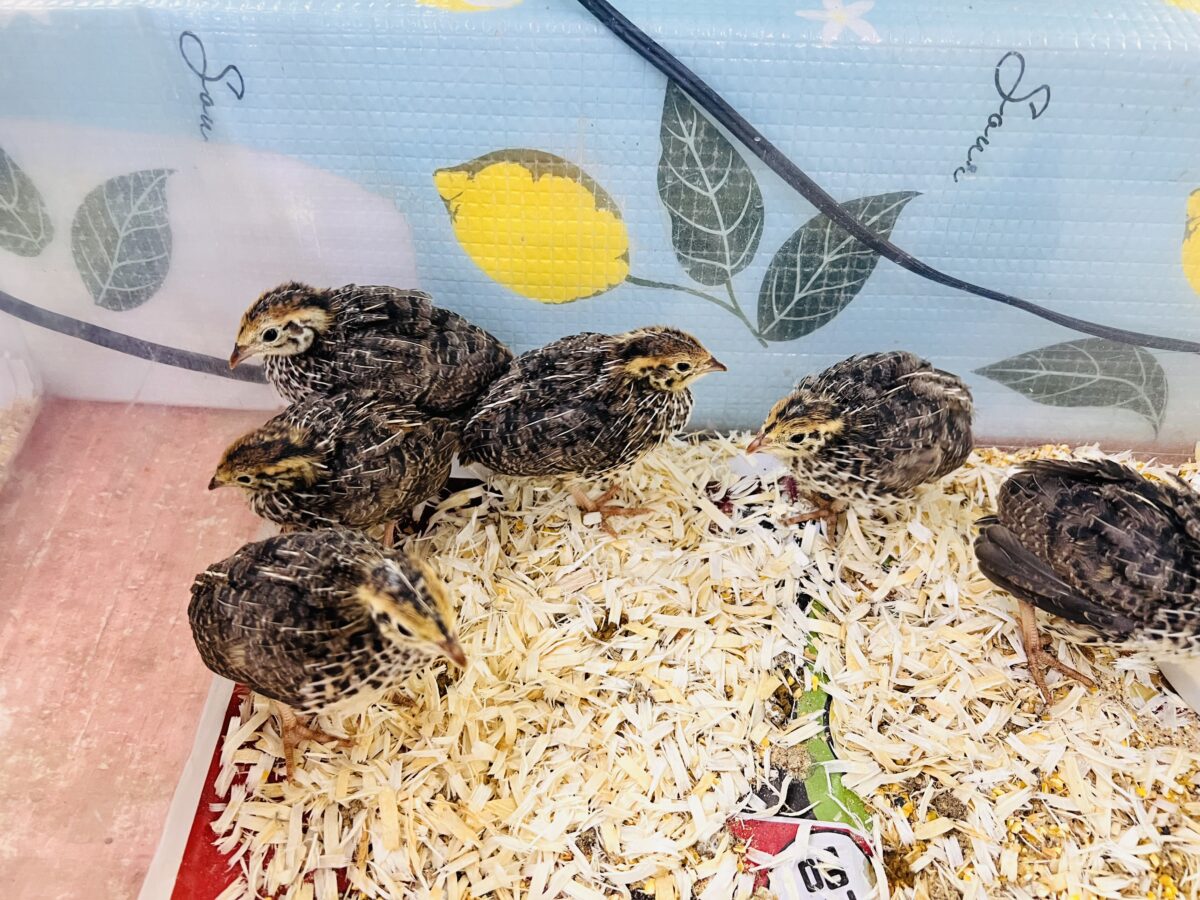 並ウズラ