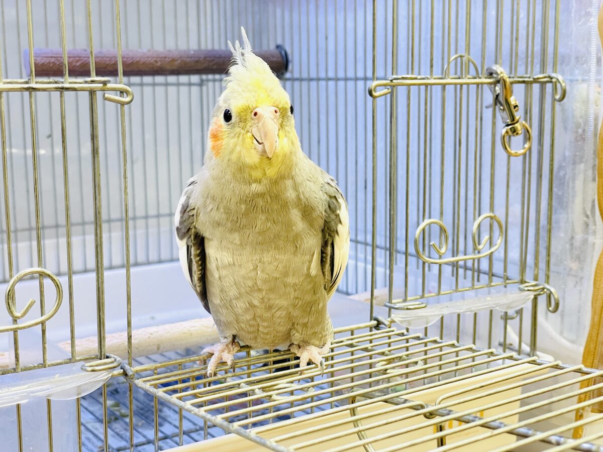 オカメインコ