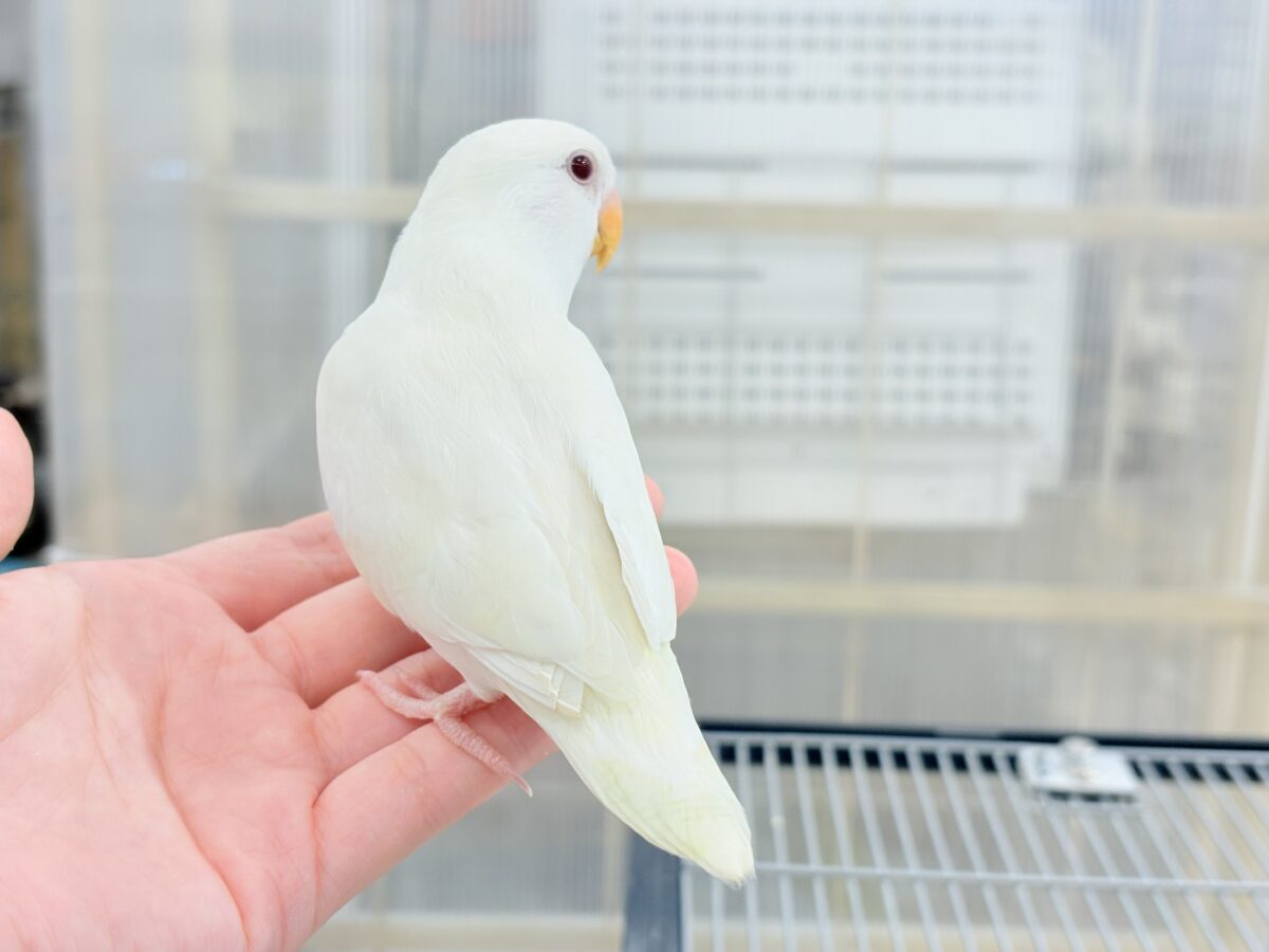 コザクラインコ（小桜インコ）