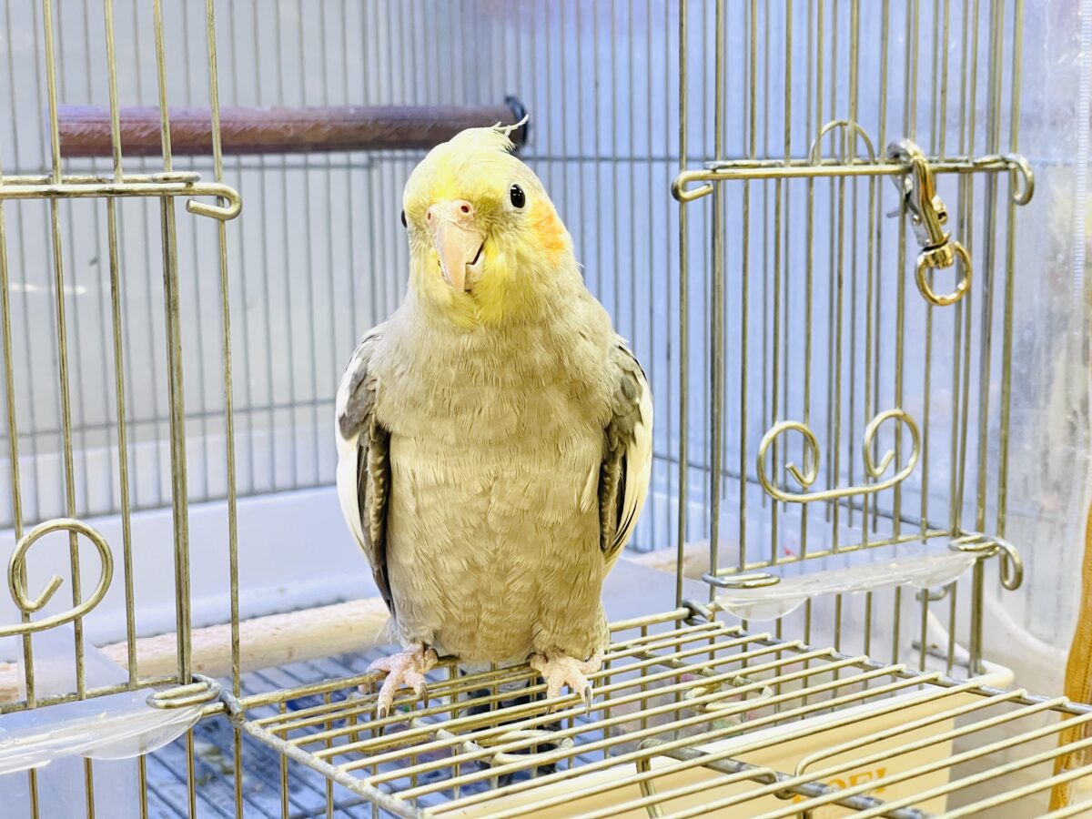 オカメインコ