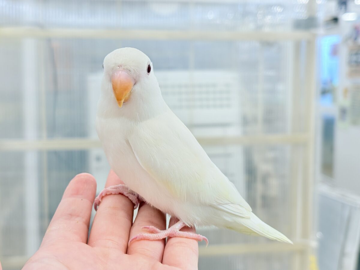 【最新画像更新🪄ひとり餌になりました☆】ほんのりふんわり感じるレモン🐣🍋コザクラインコ(クリームイノ) ヒナ コザクラインコ(小桜インコ)