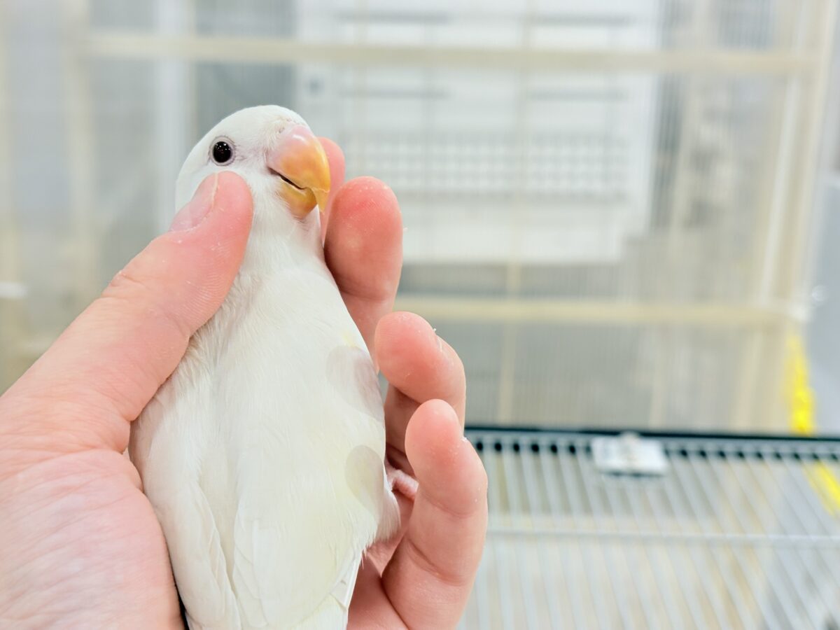 【最新画像更新🪄ひとり餌になりました☆】ほんのりふんわり感じるレモン🐣🍋コザクラインコ(クリームイノ) ヒナ コザクラインコ(小桜インコ)