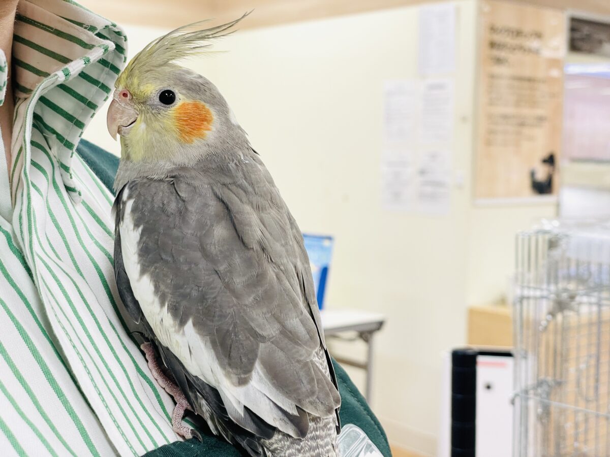 オカメインコ