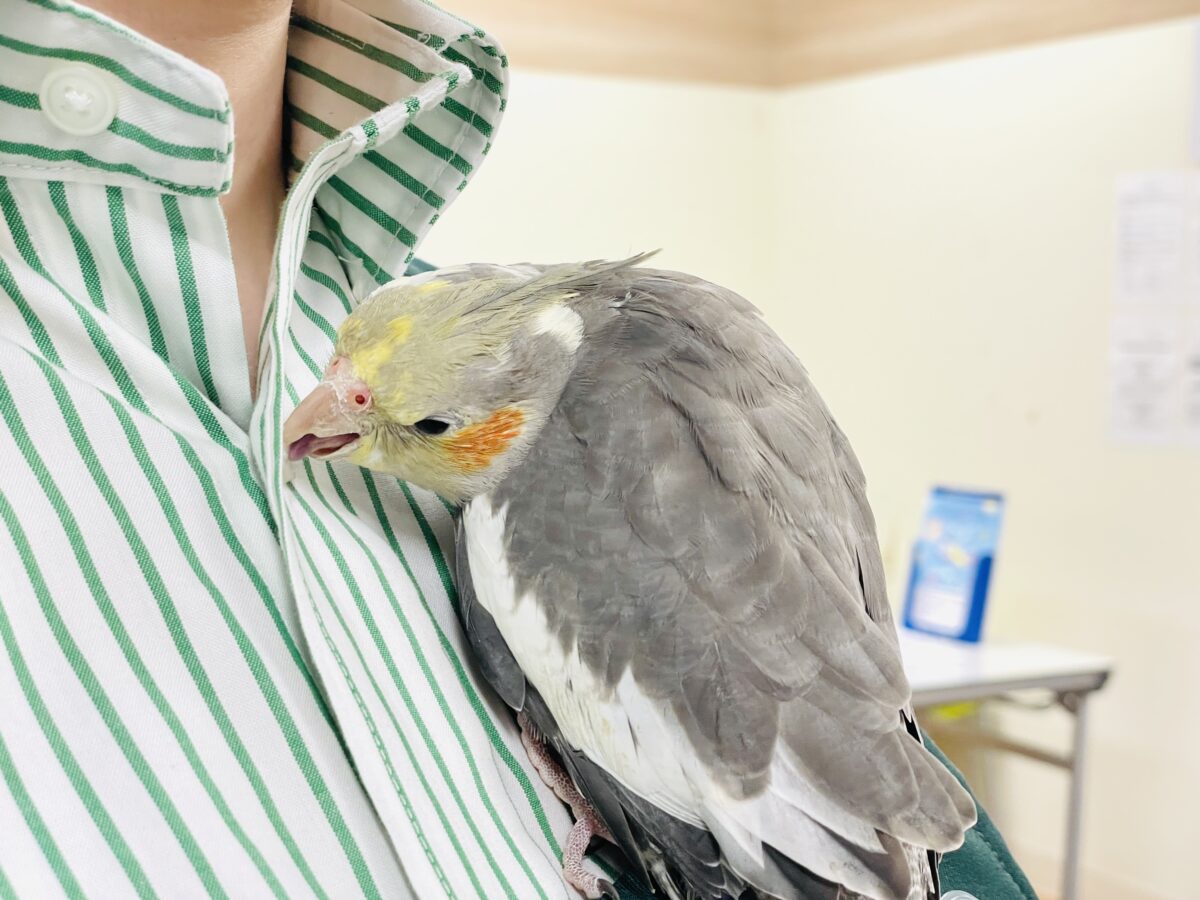 オカメインコ